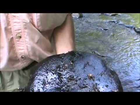 Trout Stream Entomology with Jim Misiura