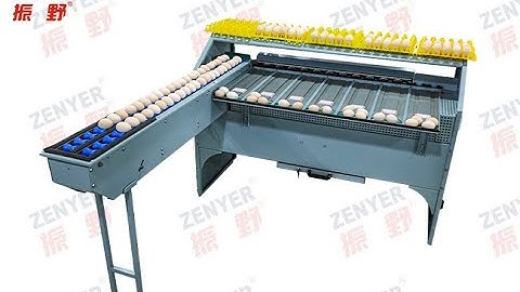 ZENYER NEW 101A egg grader egg grading machine 4000 eggs per hour