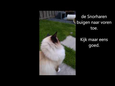 Video: Waarom Hebben Katten Snorharen?