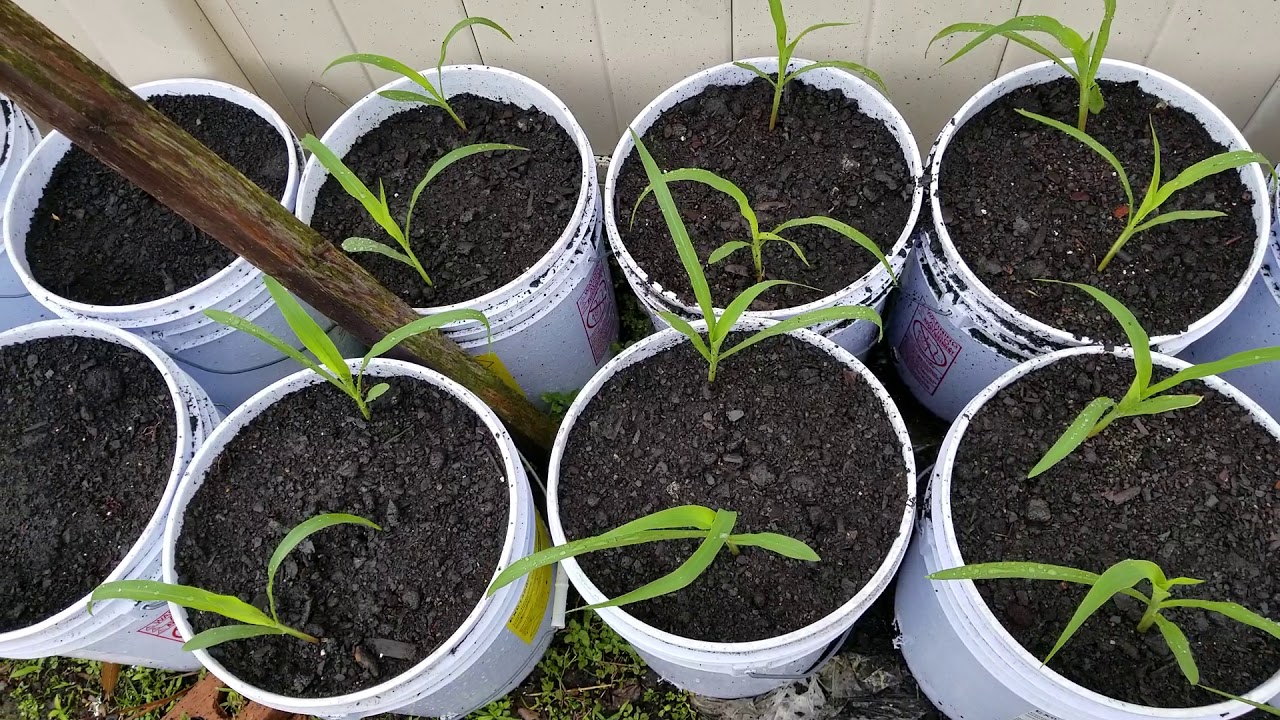 Growing Corn In 5 Gallon Buckets Part 1