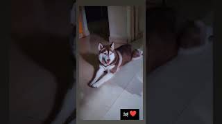 Download Mp3 #dj #remix #newmusic #dogbreed #dog #song #apnabanaleremix #dogbreed Gudang lagu Download Mp3 #dj #remix #newmusic #dogbreed #dog #song #apnabanaleremix #dogbreed