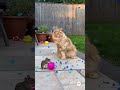 Balloons Pop into Flower Petals?! Cat vs Mouse Battle! 🌸🐾