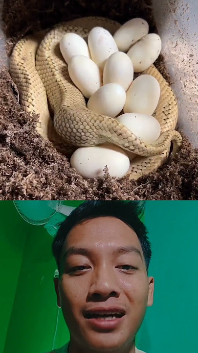 Hmm , Ular bertelur !! #viral #fyp