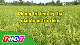 Phun trừ lem lép hạt giai đoạn trổ chín | Syngenta Thông tin nông nghiệp - 5\/2\/2023 | THDT