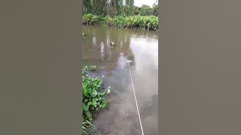 Quăng chài bắt cá