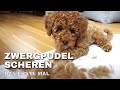 Zwergpudel SELBST Scheren - das ERSTE MAL Pudel schneiden & baden