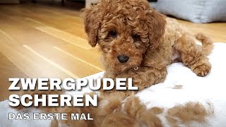 Miniature Poodle Moki  Poodle Puppy First Groom