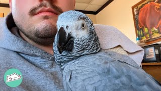 African Grey Thinks Man Is Her Boyfriend. She’ll Do Anything To Get Pets From Him | Cuddle Buddies