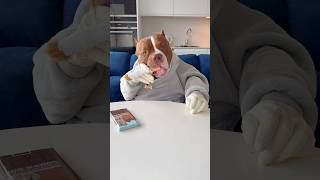 Chocolunch Dog Chocolate Safe For Dogs