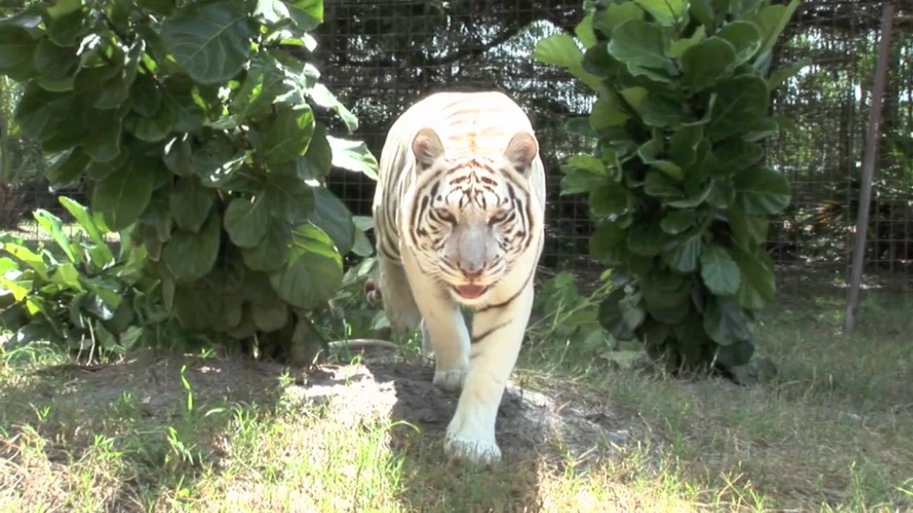 inbred online subtitulada White Tiger Attacks!!