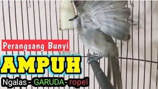 Bikin CEPAT BUNYI GACOR perangsang bunyi trucukan macet dan malas bunyi