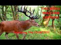 Huge Red Deer Stag The COUNT Features On This Weeks Trail Camera Captures!! Zrzuty 2020