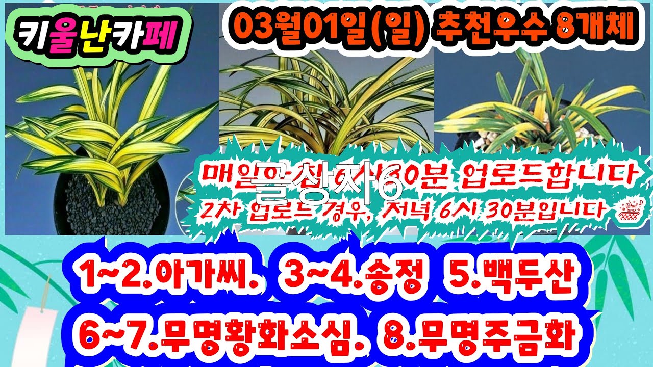 03/01(일) 추천우수 8개체 [1~2.아가씨 3~4.송정 5.백두산 6~7.무명황화소심 8.무명주금화] #orchid 