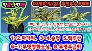 03/01(일) 추천우수 8개체 [1~2.아가씨 3~4.송정 5.백두산 6~7.무명황화소심 8.무명주금화] #orchid 