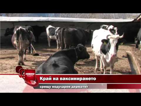 Видео: Чревните газове могат да причинят сериозно разстройство на говедата