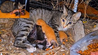 Rescue poor stray mother cat and her newborn kittens from difficult situation, Episode 3