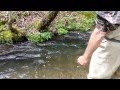 CANADIAN BARE HAND FISHING / MAN CATCHES A RAINBOW TROUT WITH HIS BARE HAND