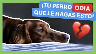 10 COSAS que TU PERRO ODIA DE TI ❌ y QUIZÁ AÚN NO LO SABES