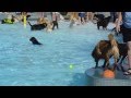 Dog Pool-ooza!