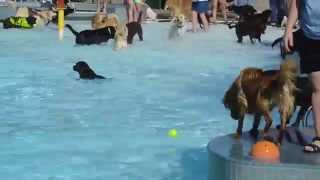 Dog Pool-ooza!