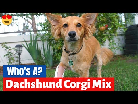 Corgi Wiener Dog – A and Playful Pet
