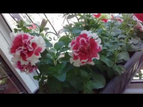 Расцвела огромная, махровая петуния ПИРУЭТ! 💐