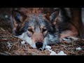 Приют «Чертог волка»: каждое животное, попавшее в беду, нуждается в спасении