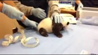 Baby Panda Sounds Like A Little Kid