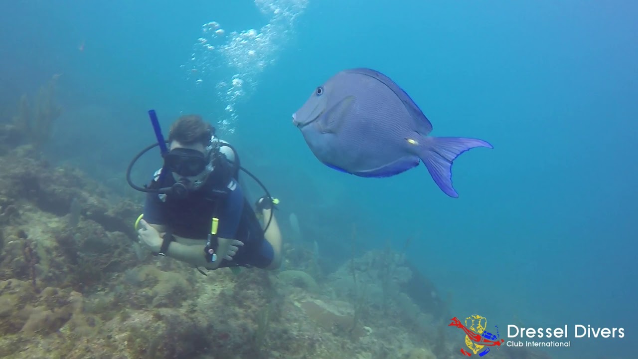 Scuba Diving in Bavaro (Punta Cana), Best activity EVER!!! YouTube