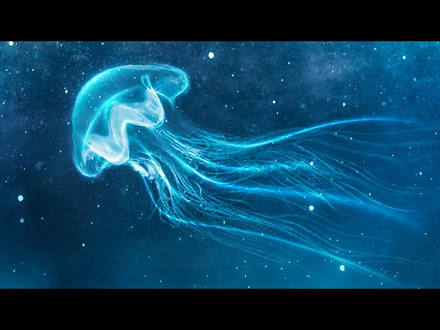 999 Hz 》Angelic Realms 》Manifest What You Desire 》Healing Frequency  #Jellyfish Series class=