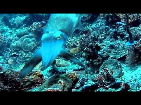 Broadclub Cuttlefish - Hypnosis - YouTube