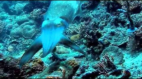 Broadclub Cuttlefish - Hypnosis