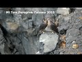 Mt Tom Peregrine Falcons 2016