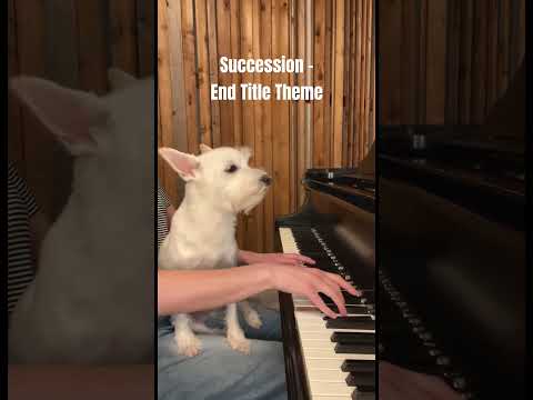 Succession End Title Theme Succession Nicholasbritell Hbomax Soundtrack Piano Dogs Succession End Title Theme Succession Nicholasbritell Hbomax Soundtrack Piano Dogs