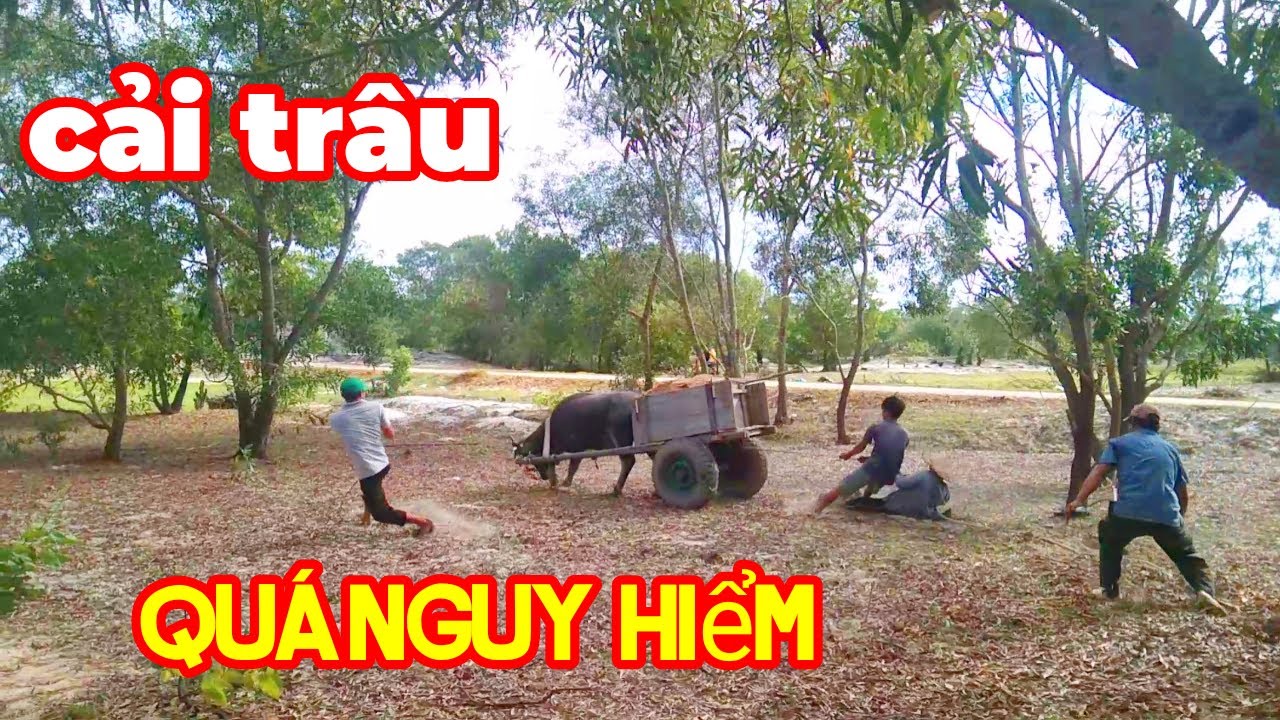 TẬP LUYỆN CHO TRÂU KÉO MỚI MUA#@gocmienque2701