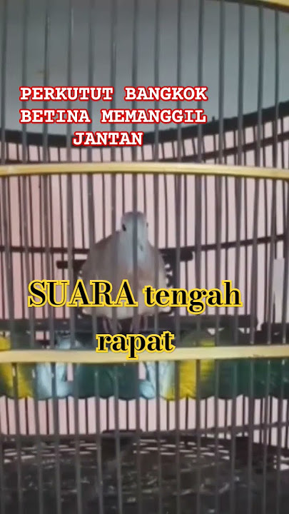 PERKUTUT BANGKOK BETINA Suara TENGAH rapat, memanggil jantan #perkutut #pancingan