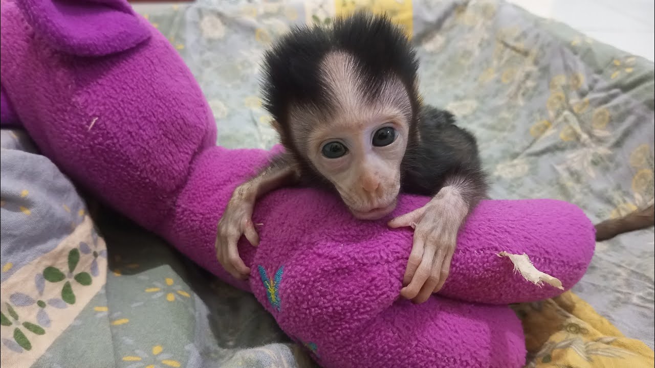 Имена для новорожденных обезьянок 🥰