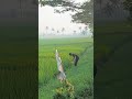 harus belusukan #funny #komedikuncir #fypシ゚viral #lucu #hiburanrakya #comedy