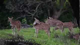 Chital deer at Forest Department Cottages, Bandipur