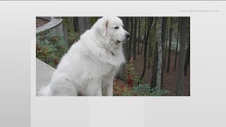 Casper the dog sheds light on greater risk to Great Pyrenees dogs