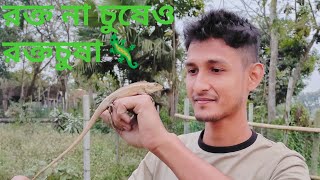 রক্ত না চুষেও যার নাম রক্তচোষা। বাগানের গিরগিটি। Garden Lizard. Hossain Wildlife. Hossain Ahammed