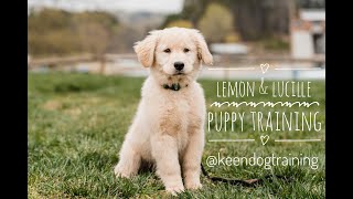 Golden Retriever Puppies: Lemon & Lucy VLOG 3 by KeenDog 388 views 2 years ago 2 minutes, 11 seconds