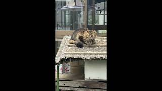 花の中に野生の猫の出現