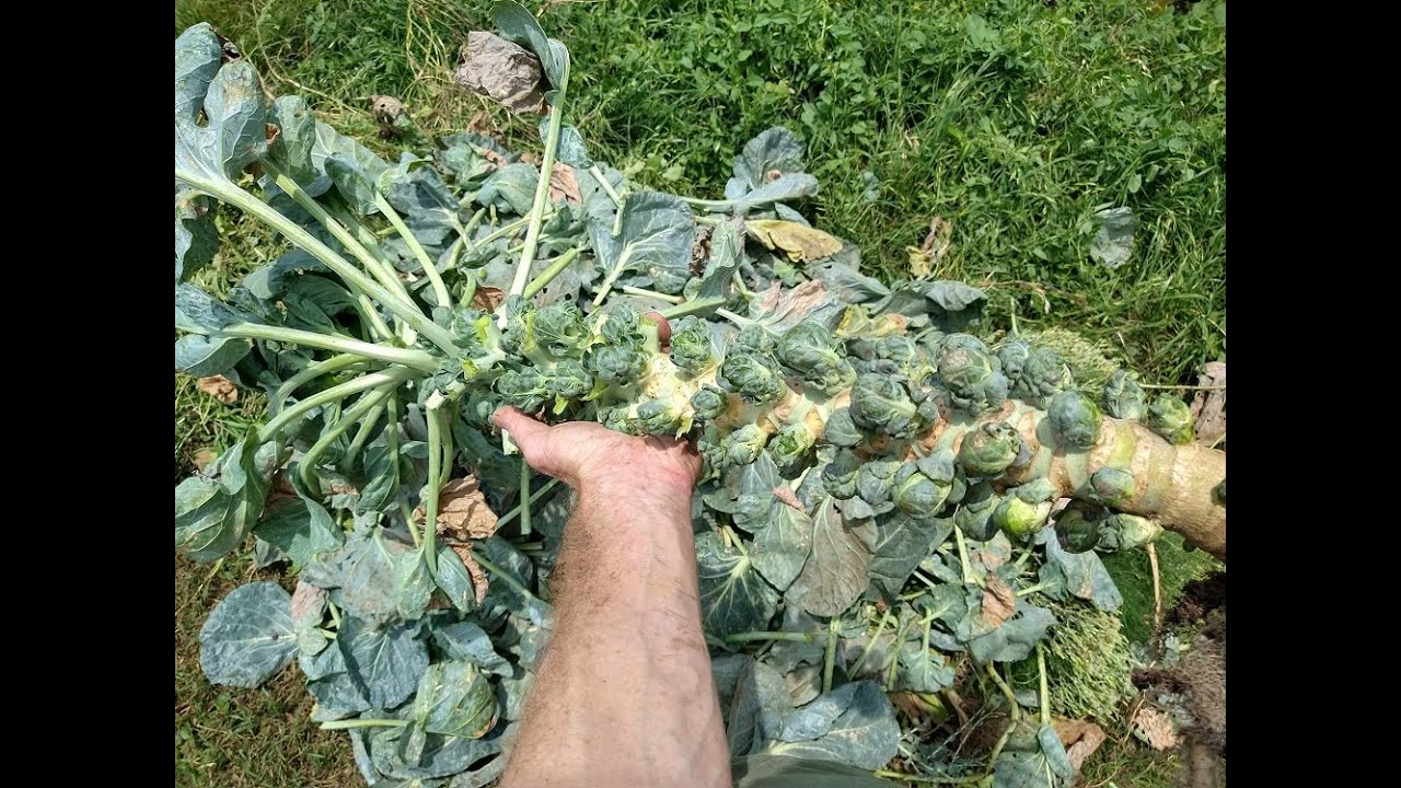 Brussels Sprouts harvest, Sunshine Community Gardens, Austin, Texas