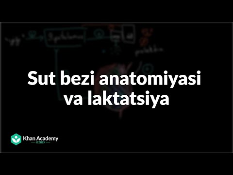 Video: Laktatsiya - bu jarayon nima?