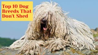 Top 10 Dog Breeds That DON'T Shed by Dog Trender 47 views 3 years ago 2 minutes, 2 seconds
