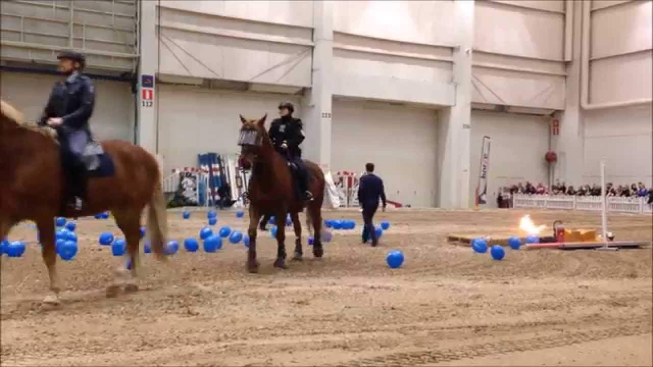 Helsingin ratsupoliisi esittäytyy