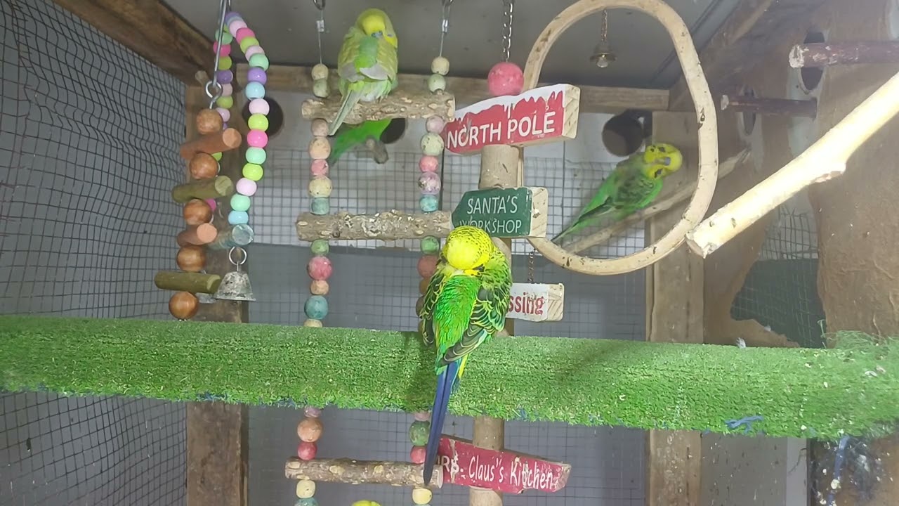 A little friend who lifts the mood ❤️