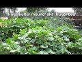 Backyard Hügelkultur Update And The Amazingly Abundant &#39;Calabash Gourd&#39;