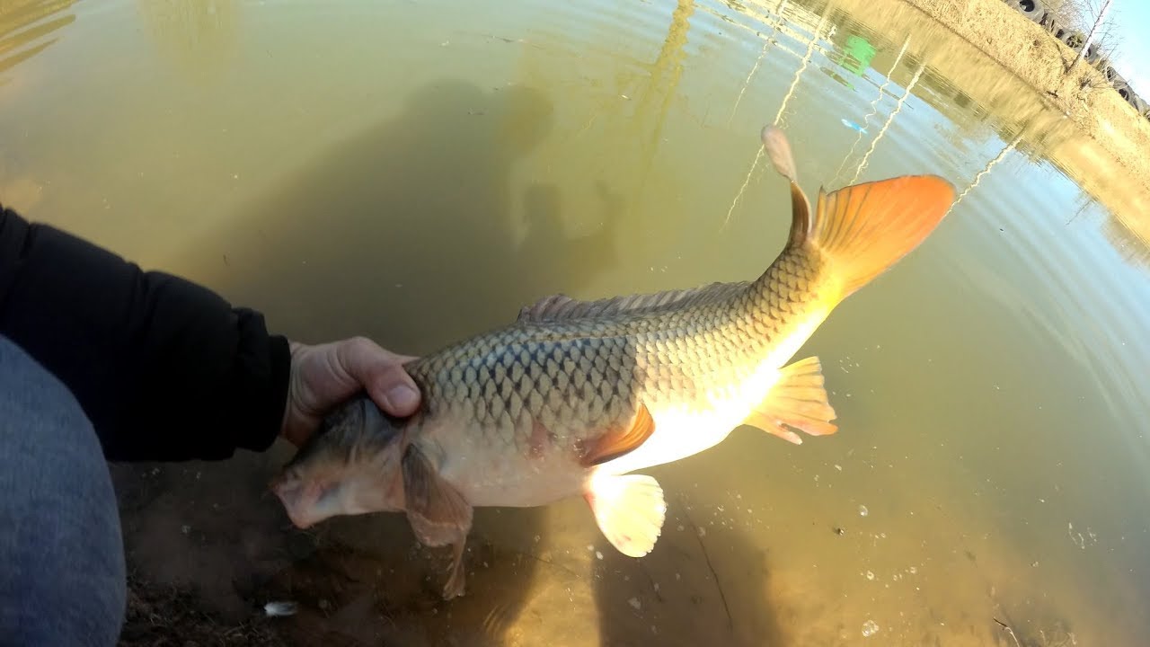 Зарыбление своего пруда /The run of fish in your pond 